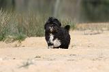 LHASSA APSO 018